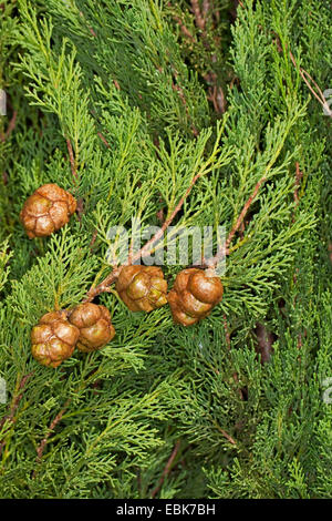 Cyprès (Cupressus sempervirens), de la direction générale avec les cônes Banque D'Images