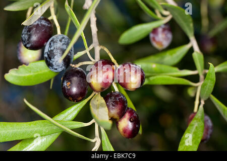 Olivier (Olea europaea ssp. sativa), des olives sur un arbre Banque D'Images