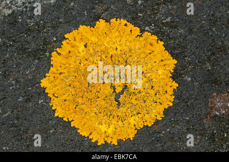 Xanthoria cf. aureola Xanthoria (cf. aureola aureola, Parmelia, Physcia aureola, Physcia ectaneoides Xanthoria parietina, var. aureola), du lichen sur les roches du littoral de la mer Baltique Banque D'Images