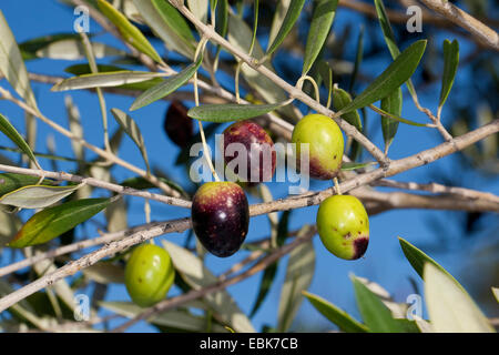 Olivier (Olea europaea ssp. sativa), des olives sur un arbre Banque D'Images