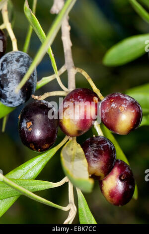 Olivier (Olea europaea ssp. sativa), des olives sur un arbre Banque D'Images