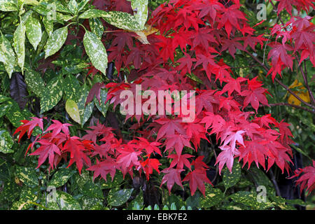 L'érable japonais (Acer palmatum), en automne avec Aucuba japonica Banque D'Images