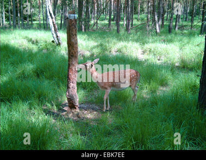 Le daim (Dama dama, Cervus dama), à deerlick, ALLEMAGNE, Basse-Saxe Banque D'Images