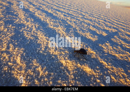 Insecte sur la dune, USA, New Mexico, White Sands National Monument Banque D'Images