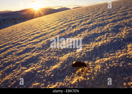 Beetle sur dune au coucher du soleil, USA, New Mexico, White Sands National Monument Banque D'Images