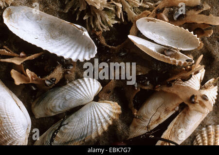 Pre Piddock américain, faux angelwing (Petricola pholadiformis Petricolaria pholadiformis,), des coquillages dans le limon Banque D'Images