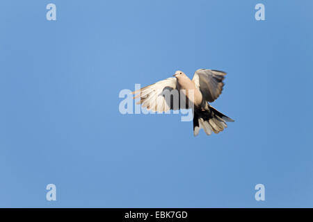 Tête (Streptopelia decaocto), voler dans un ciel bleu clair, l'Allemagne, Schleswig-Holstein Banque D'Images