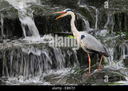 Héron cendré (Ardea cinerea), sur l'alimentation en une cascade d'appeler, Allemagne Banque D'Images