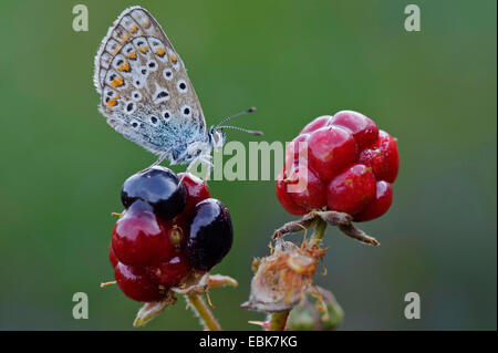 Blue (Polyommatus icarus commun), assis sur un blackberry immatures, ALLEMAGNE, Basse-Saxe Banque D'Images