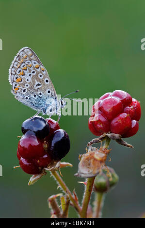 Blue (Polyommatus icarus commun), assis sur un blackberry immatures, ALLEMAGNE, Basse-Saxe Banque D'Images