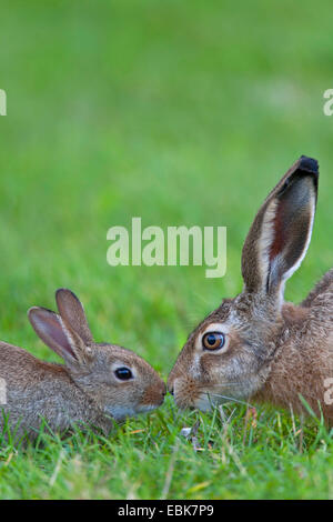 Lapin de garenne (Oryctolagus cuniculus), jeune lapin et lièvre européen assis face à face dans un pré d'essence à l'autre, l'Allemagne, Schleswig-Holstein Banque D'Images