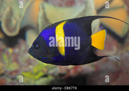 Arabian angelfish Pomacanthus asfur Euxiphipops (, asfur, Arusetta asfur), au reef Banque D'Images