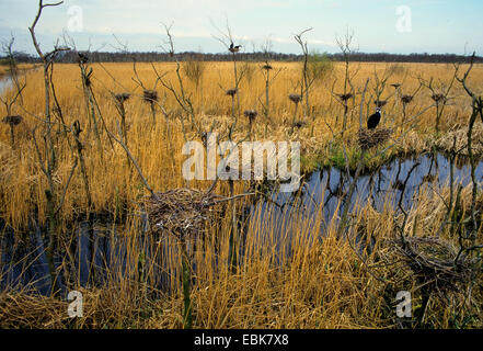 Grand Cormoran (Phalacrocorax carbo), colonie dans un marais, Pays-Bas, Naarder Meer Banque D'Images