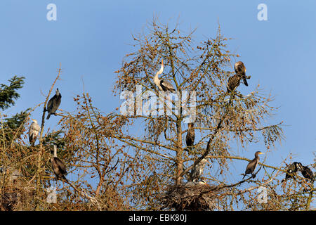 Héron cendré (Ardea cinerea), cormorans dans une colonie de hérons cendrés dans tree tops, Allemagne Banque D'Images