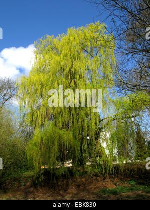 Gris nain saule (Salix tristis), au printemps dans un parc, l'Allemagne, en Rhénanie du Nord-Westphalie, région de la Ruhr, Bochum Banque D'Images