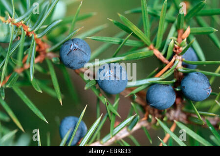 Genévrier commun, Juniperus communis (Genévrier), avec des fruits Banque D'Images