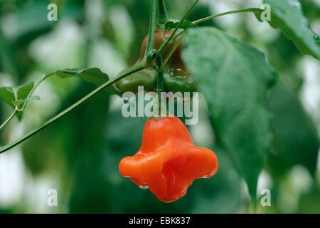 Piment péruvien, Aji Aji, poivre, piment Habanero, chute de Citron, citron chaud, médical, plantes médicinales, plantes médicinales, plantes médicinales, herboristerie, plante utile, les plantes utiles, l'homéopathie, la médecine traditionnelle, la médecine populaire (Capsicum baccatum), avec des fruits Banque D'Images