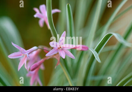 L'ail (Tulbaghia violacea société 'Variegata', Tulbaghia violacea Variegata Variegata cultivar), Banque D'Images