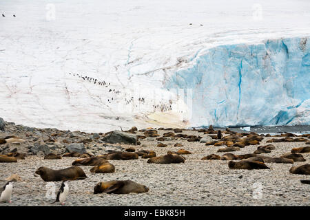 Argentina (Arctocephalus gazella), colonie au pied d'un glacier, l'Antarctique, l'île du Sud, Orcades, Laurie Banque D'Images