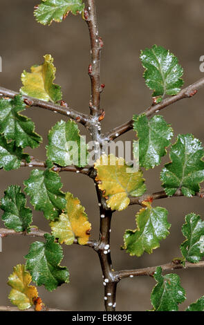 Ðire, hêtre antarctique (Nothofagus antarctica), des rameaux Banque D'Images