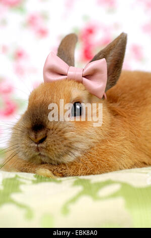 Netherland Dwarf (Oryctolagus cuniculus f. domestica), avec ruban rose, couché sur un oreiller Banque D'Images