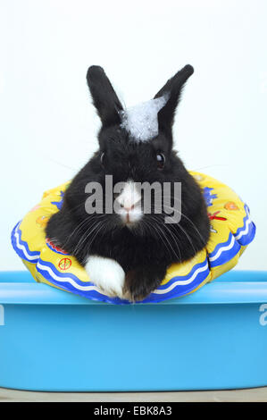 Netherland Dwarf (Oryctolagus cuniculus f. domestica), assis avec un pneu flottant dans une baignoire Banque D'Images