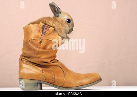 Netherland Dwarf (Oryctolagus cuniculus f. domestica), juvenil assis sur une botte de cowboy Banque D'Images