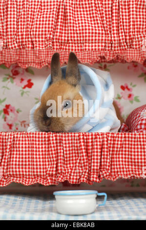 Netherland Dwarf (Oryctolagus cuniculus f. domestica), jeune lapin portant un pyjama assis dans un lit superposé d'une maison de poupée Banque D'Images