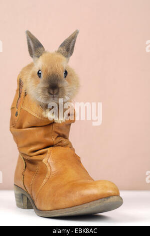 Netherland Dwarf (Oryctolagus cuniculus f. domestica), juvenil assis sur une botte de cowboy Banque D'Images