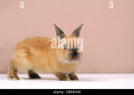 Netherland Dwarf (Oryctolagus cuniculus f. domestica), jeune lapin nain Banque D'Images