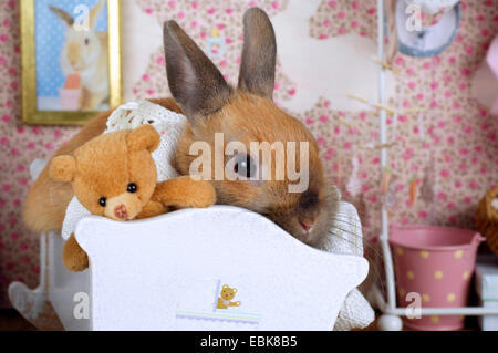 Netherland Dwarf (Oryctolagus cuniculus f. domestica), baby-lapin dans un berceau Banque D'Images