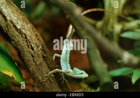 Casquehead dentelée iguana (Laemanctus serratus), à une tige Banque D'Images