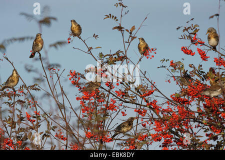 F) fieldfare (Turdus, flock sittin dans une arborescence Rowan, Allemagne Banque D'Images