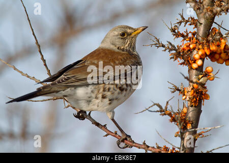 F) fieldfare (Turdus, assis sur argousier, Allemagne, Schleswig-Holstein Banque D'Images