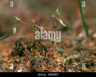 Petite souris-auriculaire, cinq étamines-mouse-ear mouron (Cerastium semidecandrum), la fructification, sur le sable , Allemagne Banque D'Images