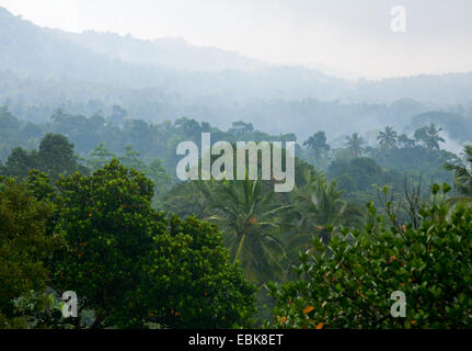 Montagne couverte de forêt tropicale dans le brouillard Banque D'Images