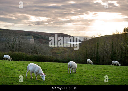 Le pâturage des chèvres au-dessus du château de Manorbier sur la côte de Pembrokeshire, Pays de Galles, Royaume-Uni Banque D'Images