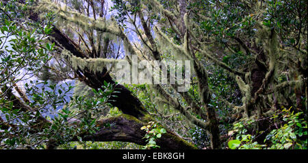 Forêt de lauriers dans les montagnes de la Gomera, aux Canaries, la Gomera, Parc National de Garajonay Banque D'Images