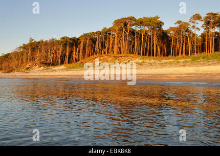 Pin sylvestre, le pin sylvestre (Pinus sylvestris), forêt de pins à la côte de la mer Baltique, l'Allemagne, de Mecklembourg-Poméranie occidentale, Nationalpark Vorpommersche Boddenlandschaft Banque D'Images