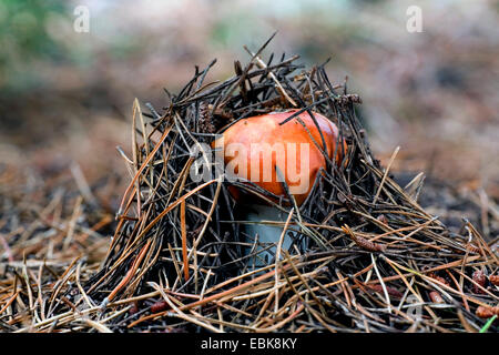 Brittlegill cuivre, Red-capped Russula decolorans (Russula), roues, par le forestground avec des aiguilles de pin, Danemark, Jylland Banque D'Images