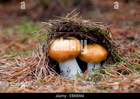 Brittlegill cuivre, Red-capped Russula decolorans (Russula), sur forestground avec des aiguilles de pin, Danemark, Jylland Banque D'Images