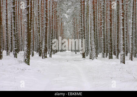 Pin sylvestre, le pin sylvestre (Pinus sylvestris), voie dans la neige sur une route forestière , Basse-Saxe, Allemagne Banque D'Images