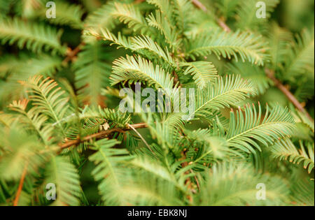 Dawn (Metasequoia glyptostroboides), de la direction générale Banque D'Images