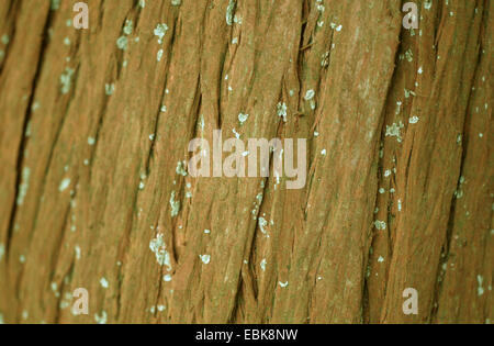 Baldcypress (Taxodium distichum), l'écorce Banque D'Images