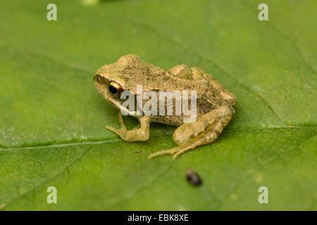 Grenouille rousse, grenouille herbe (Rana temporaria), avec l'exemplaire a récemment terminé la métamorphose assis sur une feuille, Allemagne Banque D'Images