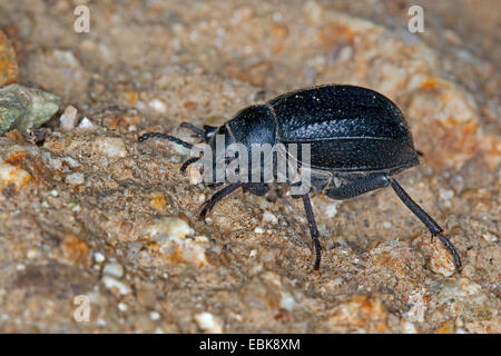 Darkling beetle (Pimelia spec., cf. Pimelia payraudi), Allemagne Banque D'Images