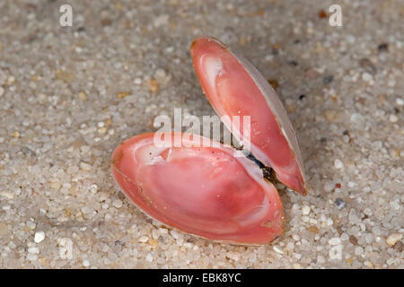 (Macoma baltique Macoma balthica, Macoma baltica, Tellina balthica), shell allongé sur la plage, Allemagne thr Banque D'Images