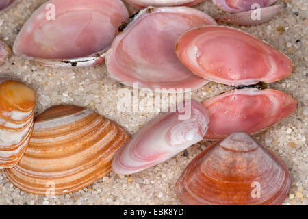 (Macoma baltique Macoma balthica, Macoma baltica, Tellina balthica), coquillages allongés sur la plage thr, Allemagne Banque D'Images