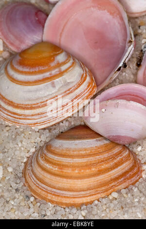 (Macoma baltique Macoma balthica, Macoma baltica, Tellina balthica), coquillages allongés sur la plage thr, Allemagne Banque D'Images