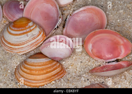 (Macoma baltique Macoma balthica, Macoma baltica, Tellina balthica), coquillages allongés sur la plage thr, Allemagne Banque D'Images